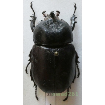 Pachyoryctes solidus Arrow, 1908 male 41mm Thailand35a